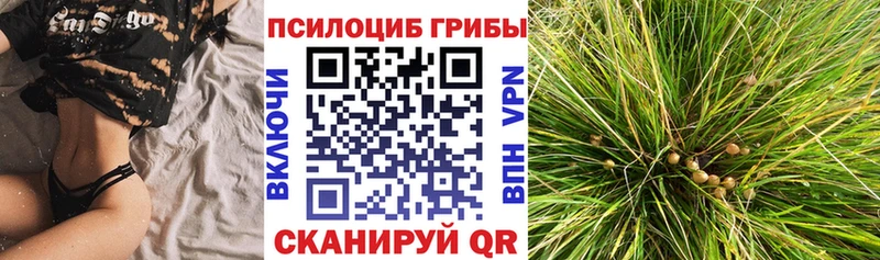Купить закладки  Вичуга  Галлюциногенные грибы Cubensis 